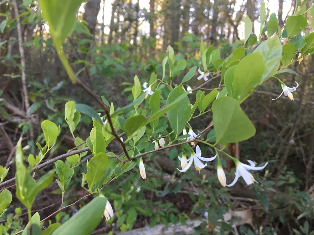 Styrax Americanus