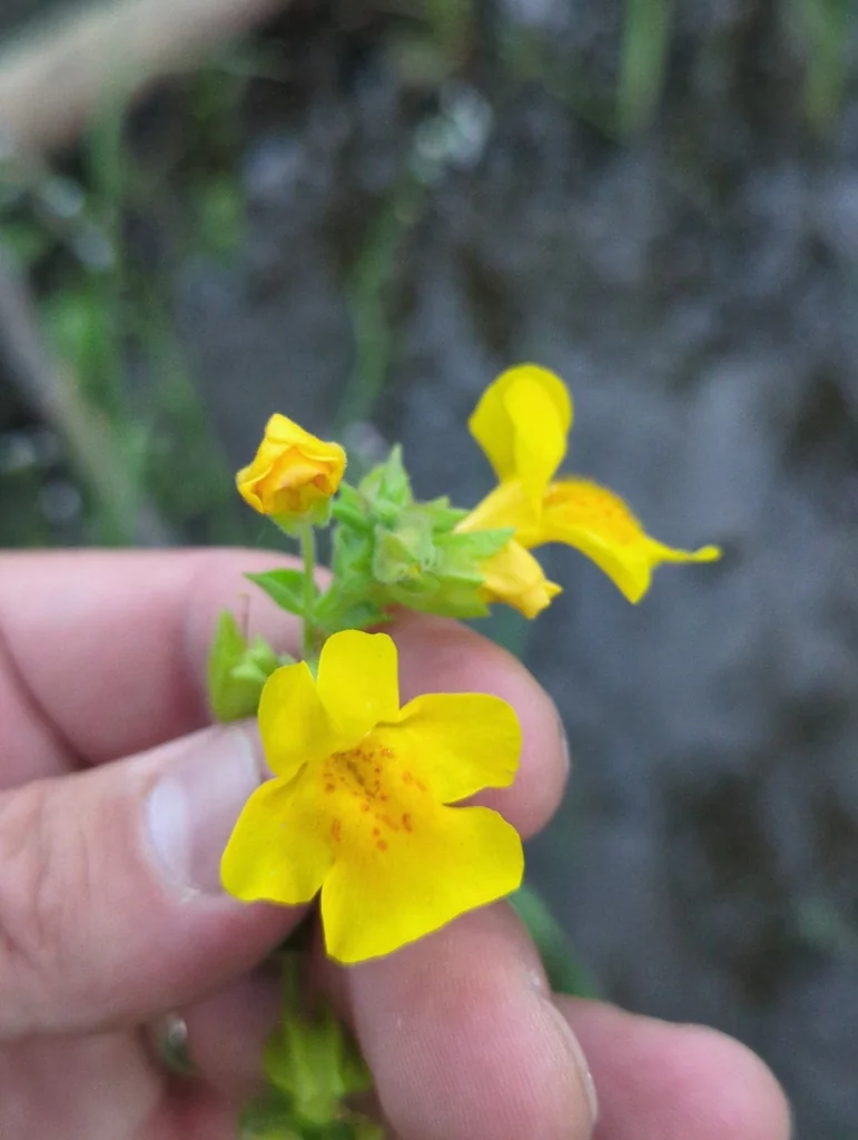 Mimulus Guttatus