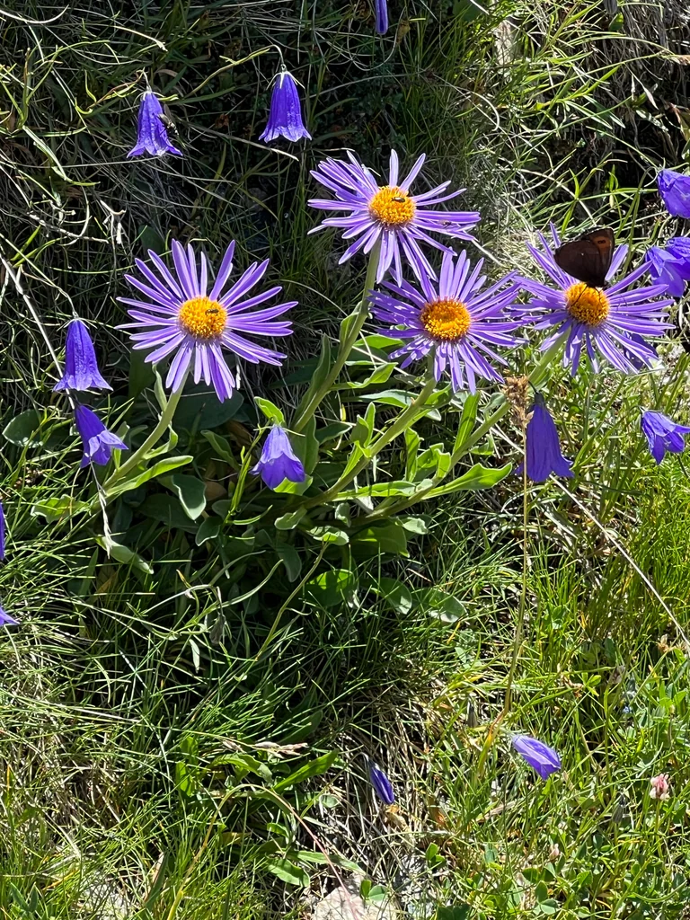Aster alpinus