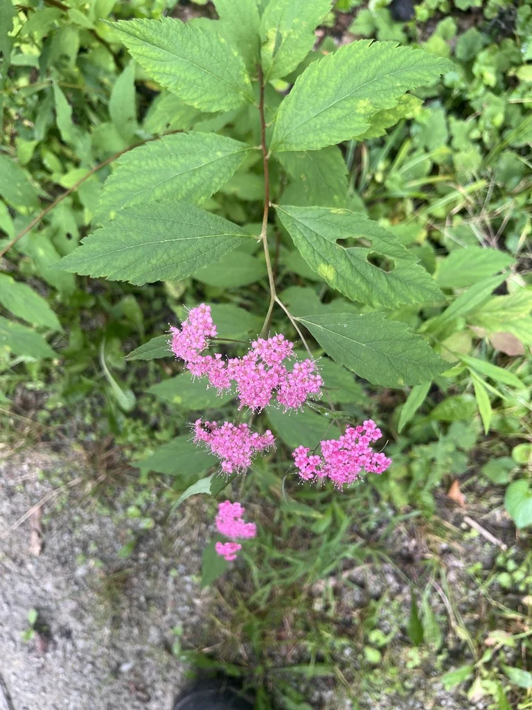 Spiraea japonica
