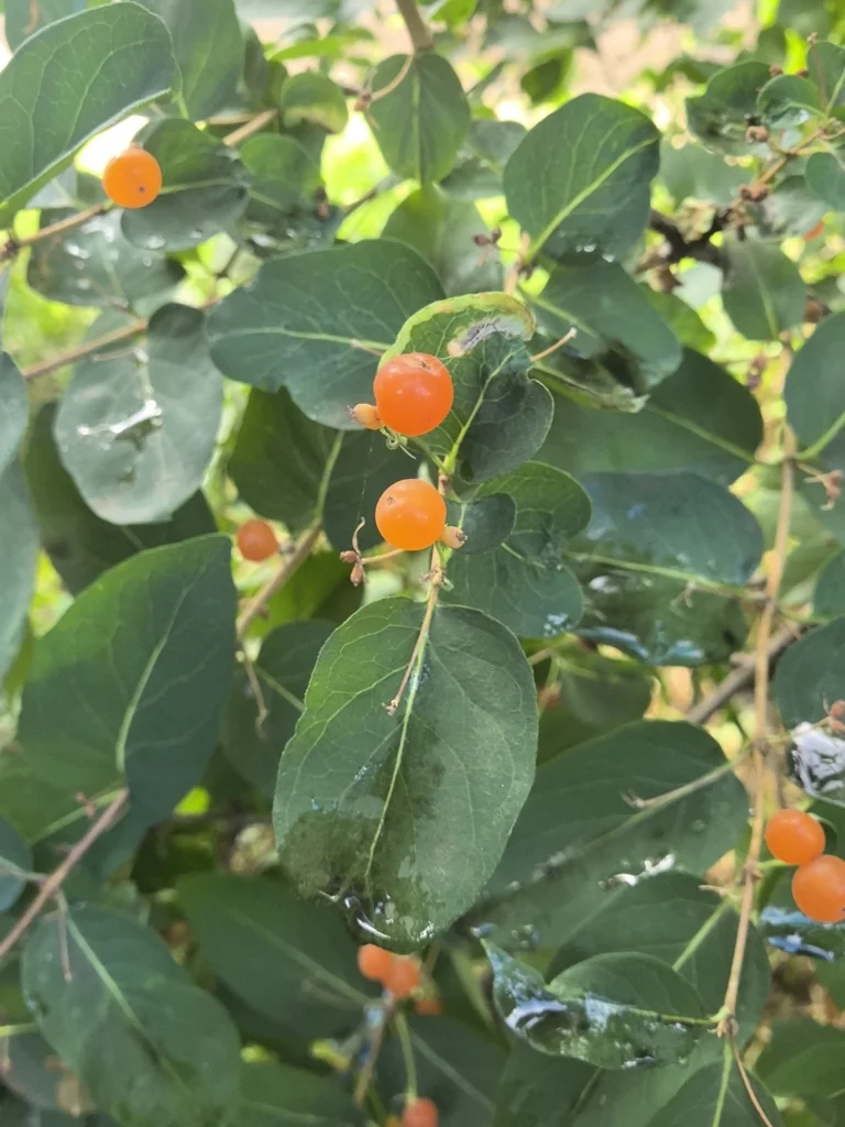Lonicera Tatarica