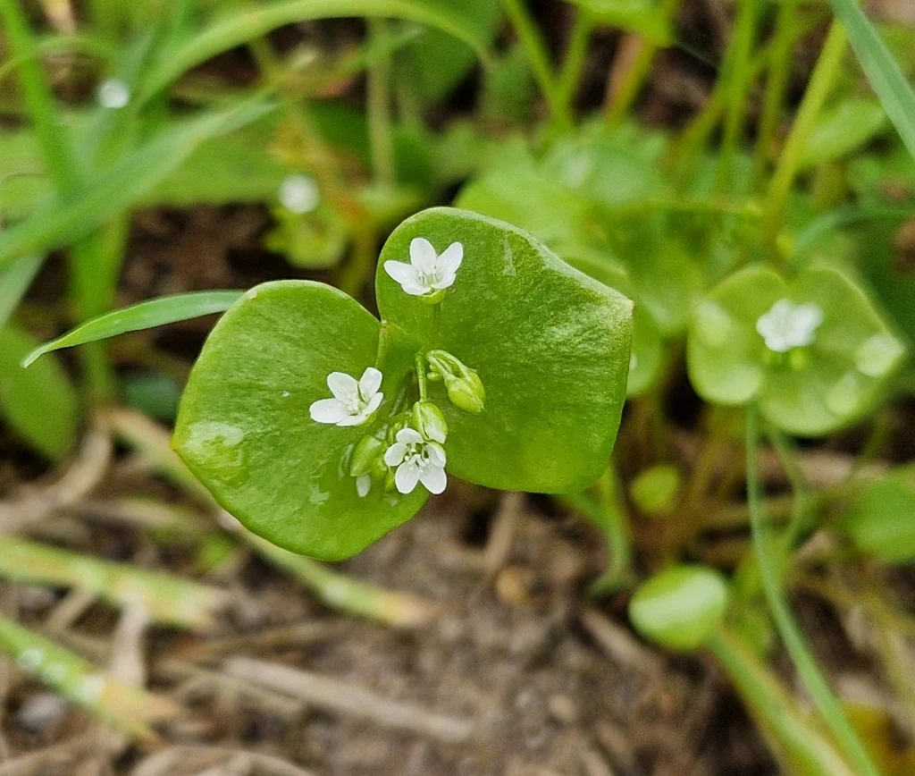 Claytonia Perfoliata