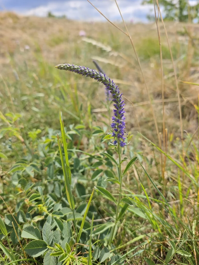 Veronica Spicata
