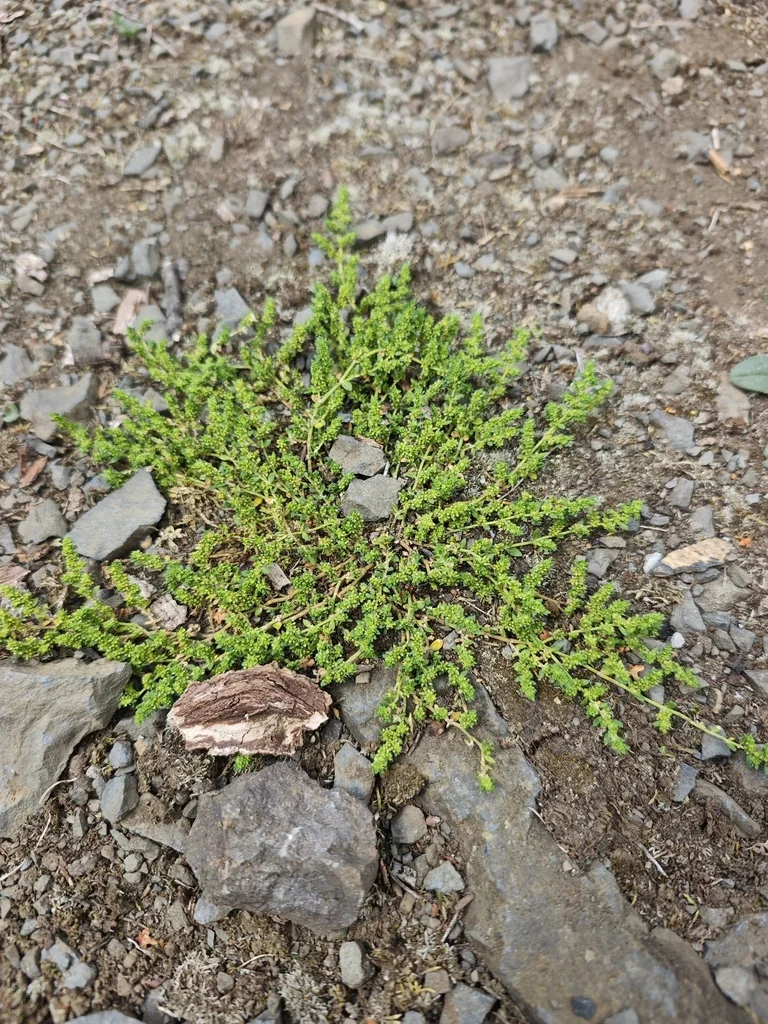 Herniaria Glabra