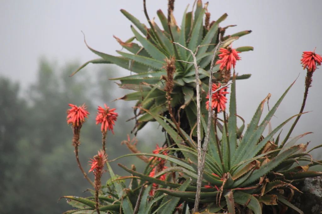 Aloe Arborescens