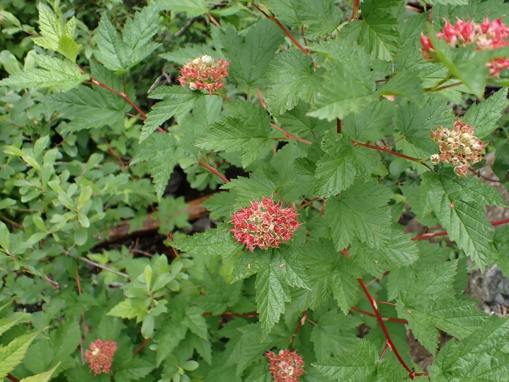 Physocarpus Capitatus