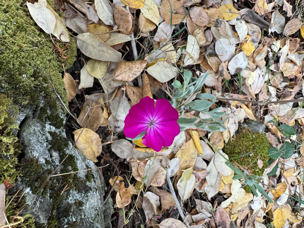 Lychnis Coronaria
