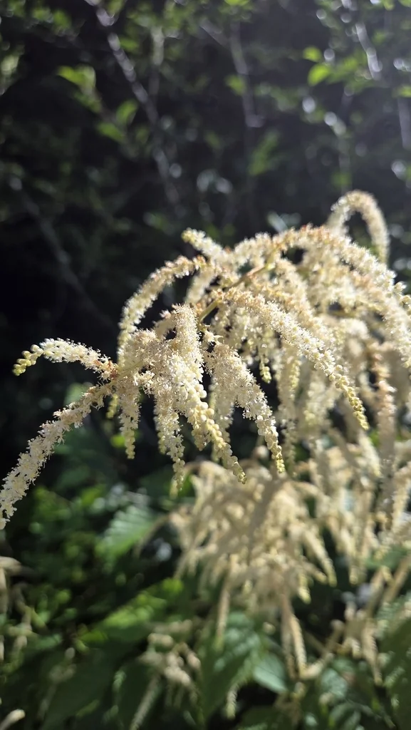 Aruncus Dioicus