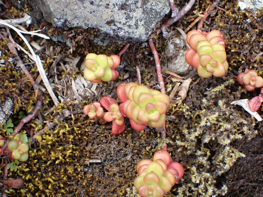 Sedum Divergens