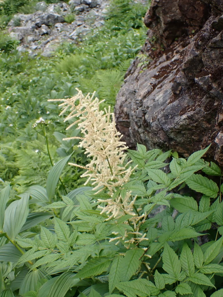 Aruncus Dioicus