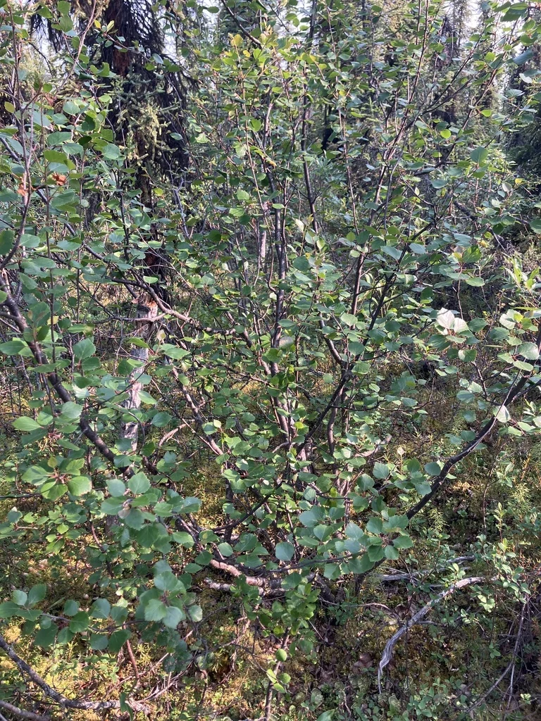 Betula Occidentalis