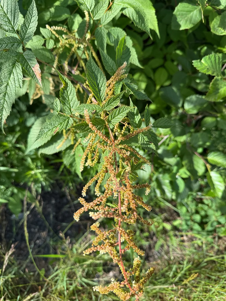 Aruncus Dioicus
