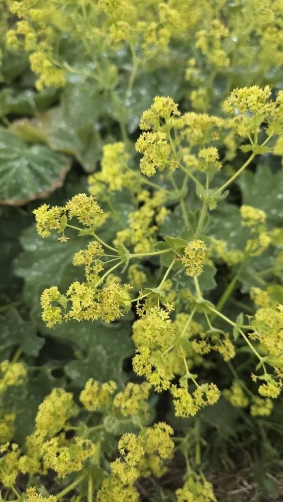 Alchemilla Mollis