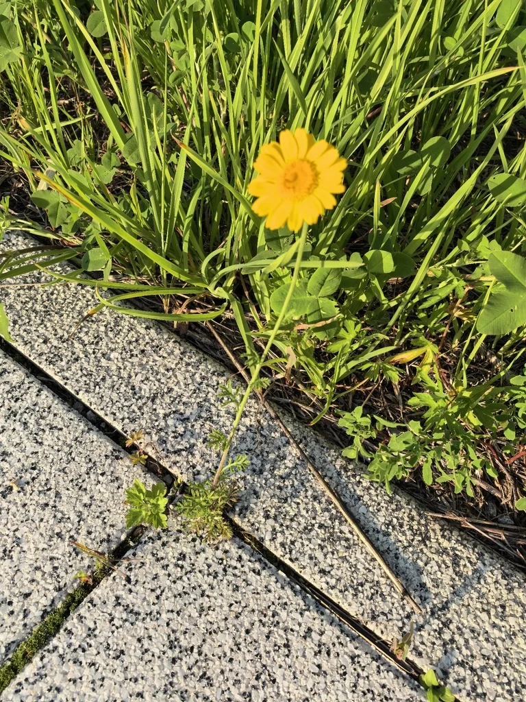 Anthemis Tinctoria