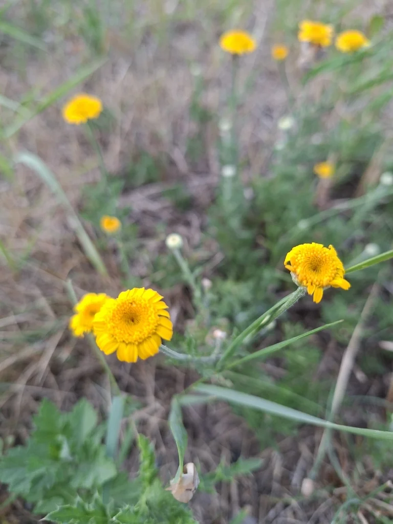 Anthemis Tinctoria