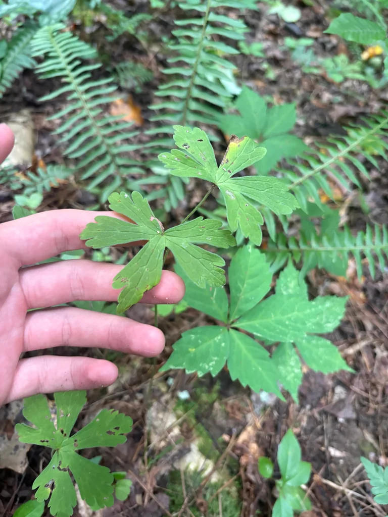 Geranium Maculatum
