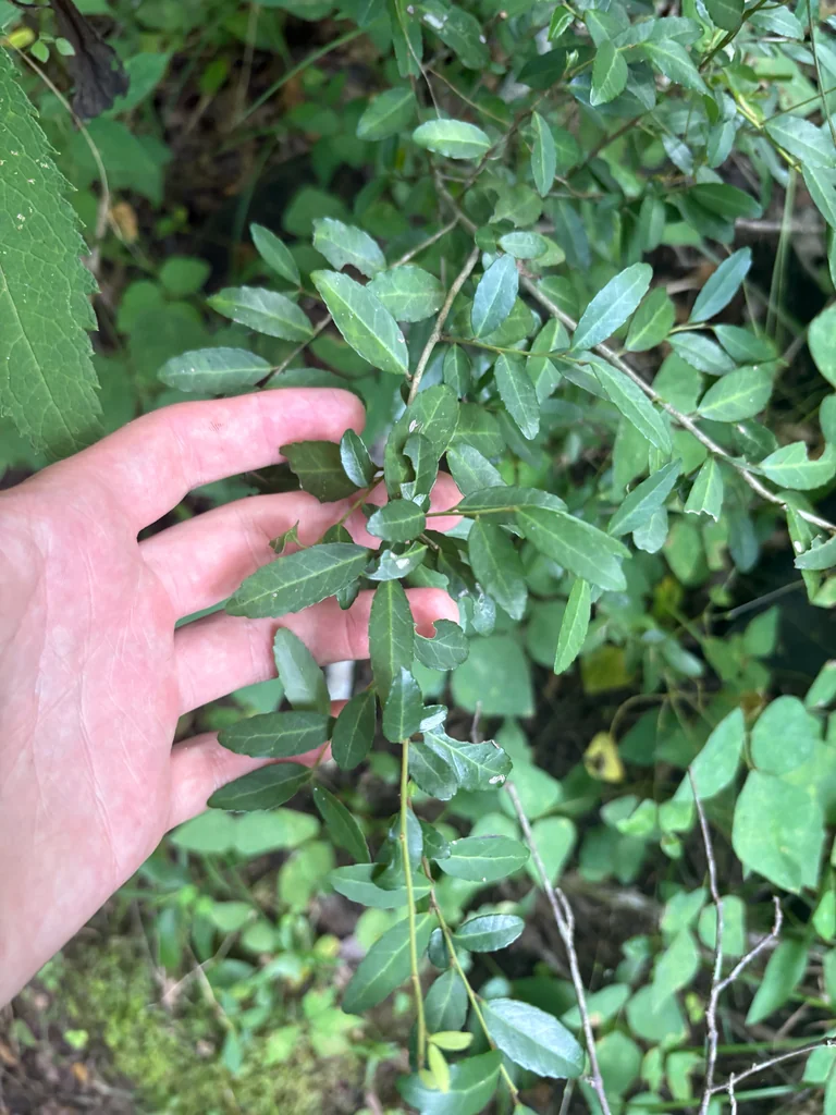 Ilex Vomitoria