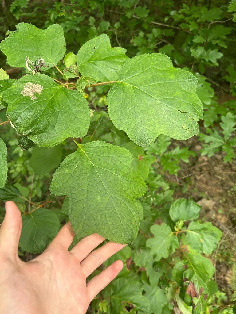 Hydrangea quercifolia