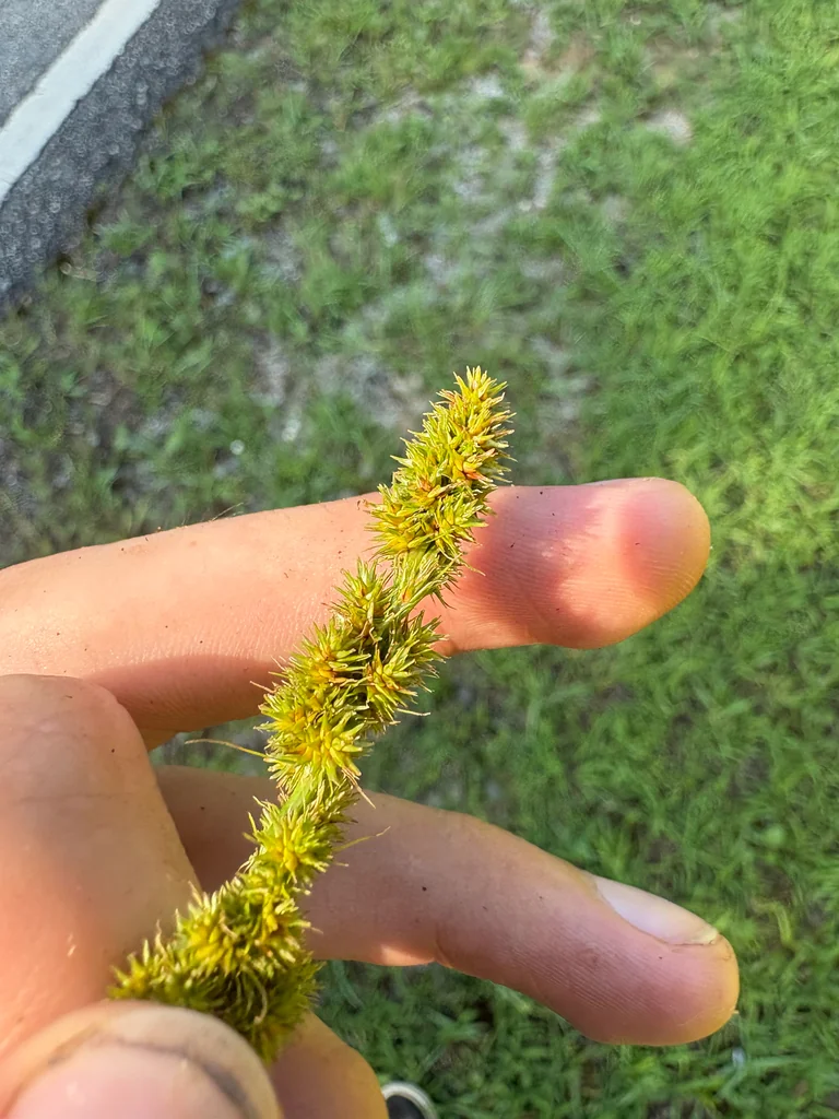 Carex Vulpinoidea