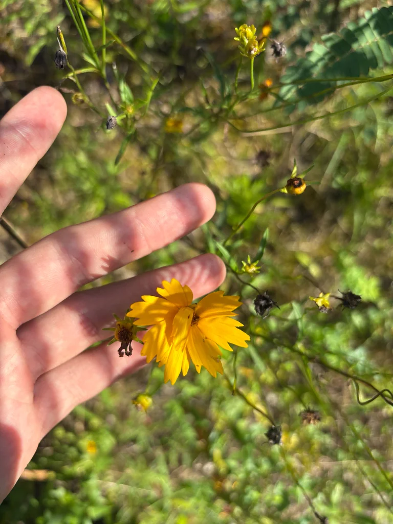 Coreopsis Grandiflora