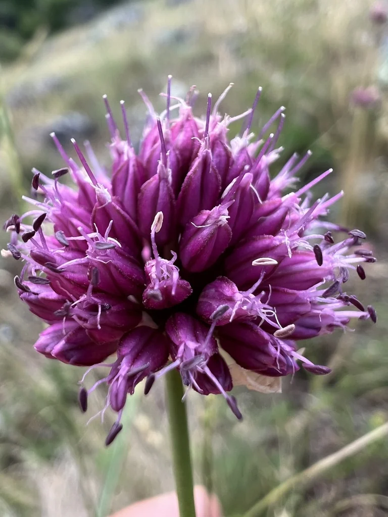 Allium Sphaerocephalon