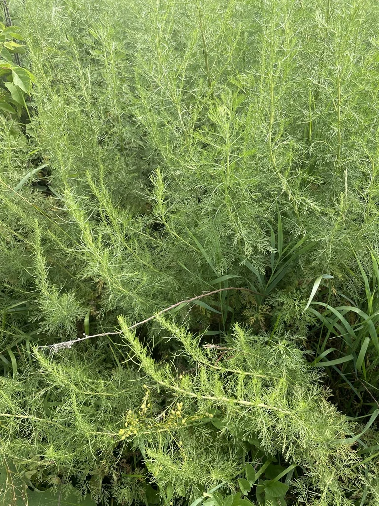Artemisia Abrotanum