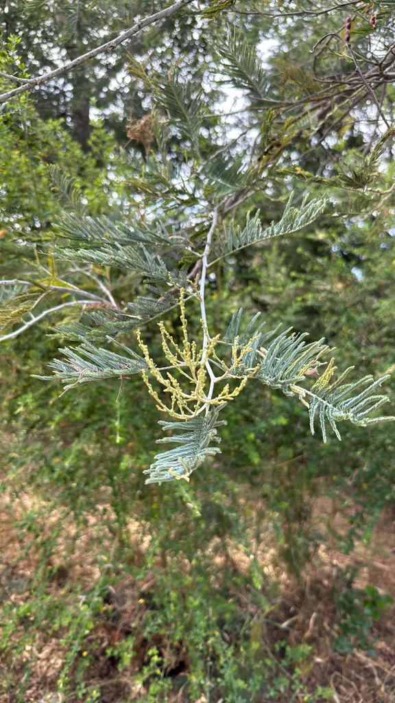 Acacia Dealbata