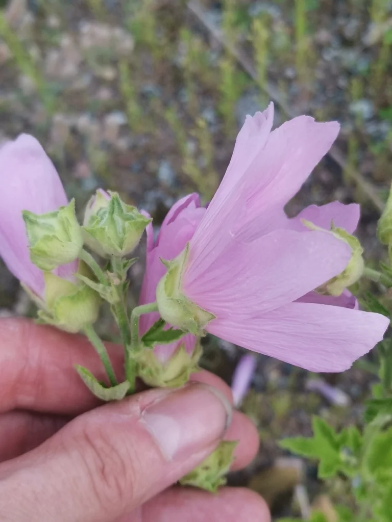 Lavatera Thuringiaca