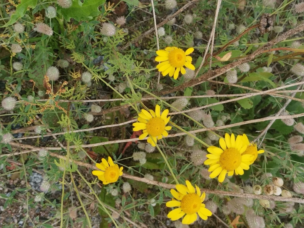 Anthemis Tinctoria