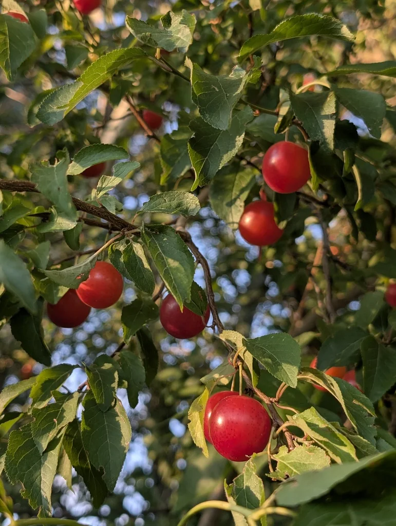 Prunus Cerasifera