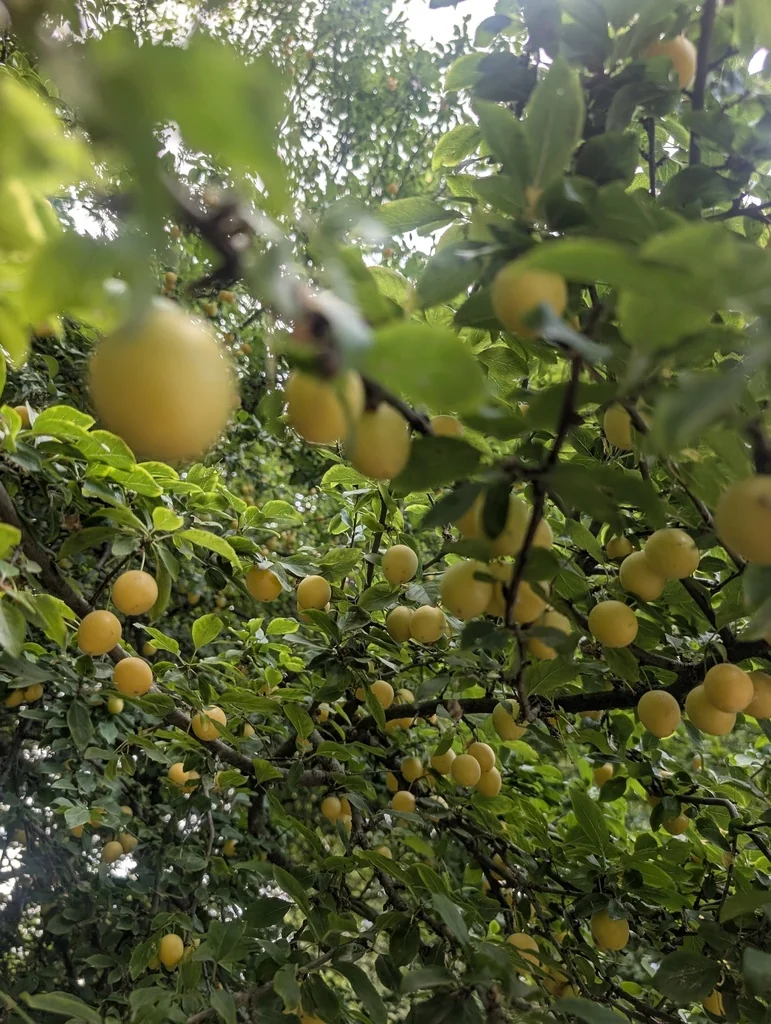 Prunus Cerasifera