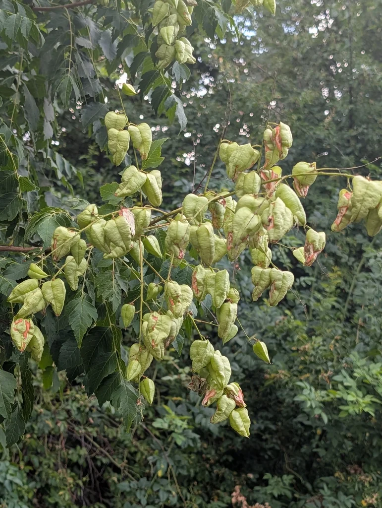 Koelreuteria Paniculata