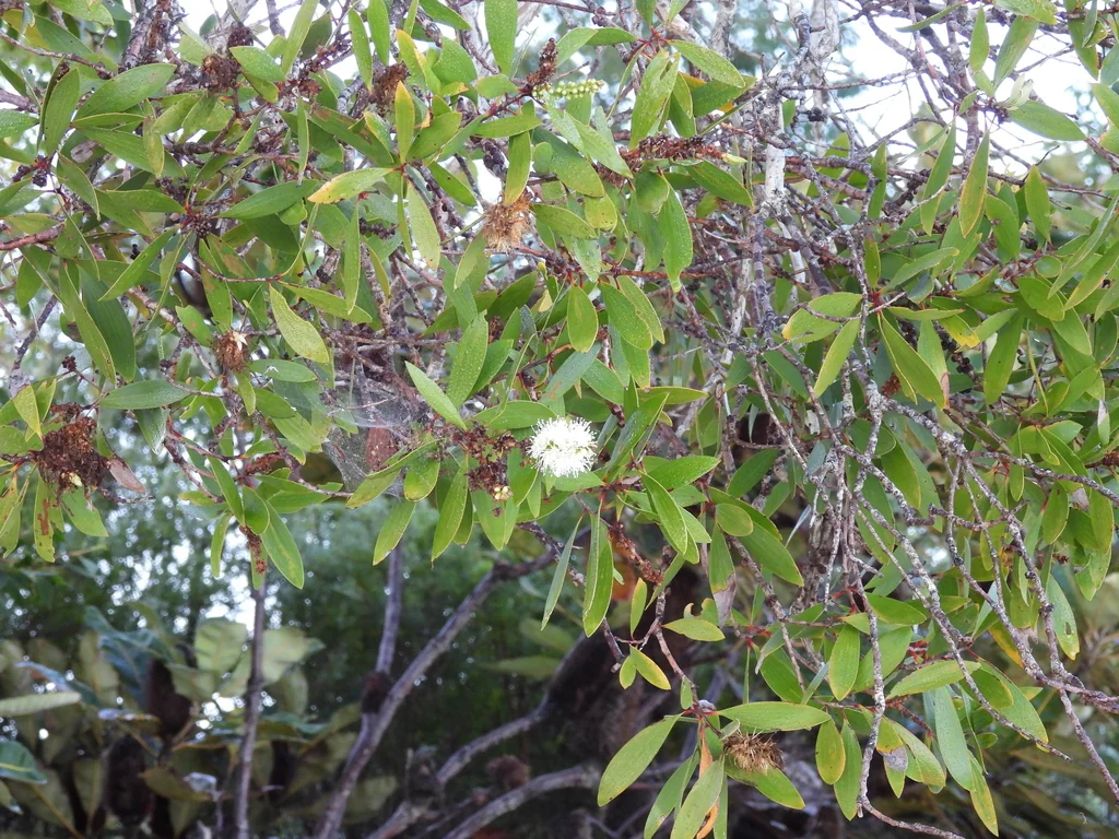 Melaleuca Quinquenervia