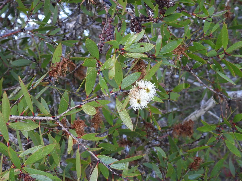 Melaleuca Quinquenervia