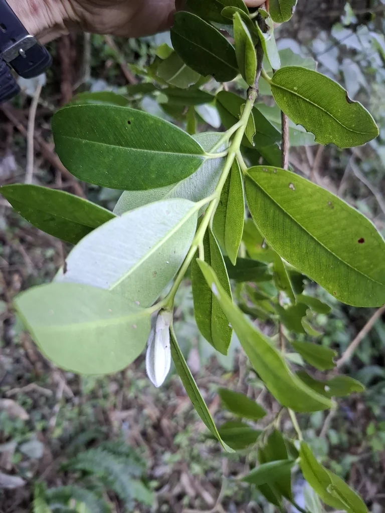 Metrosideros Excelsa
