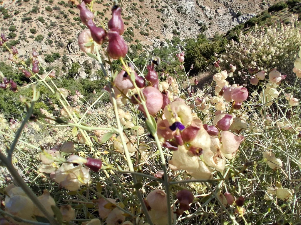 Scutellaria Mexicana