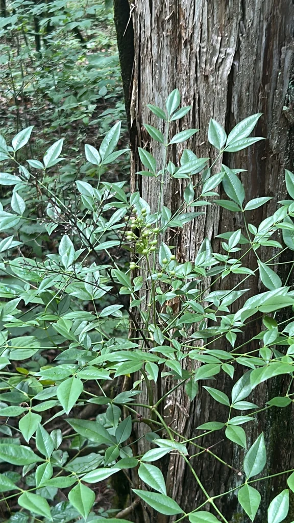 Nandina Domestica