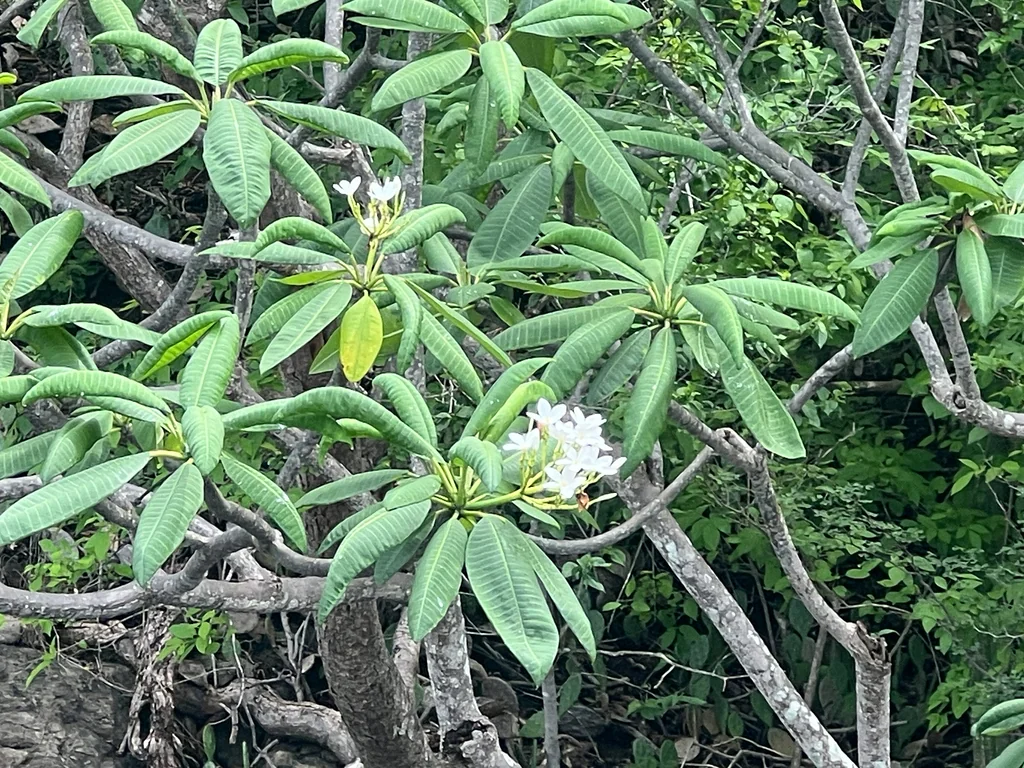 Plumeria Rubra