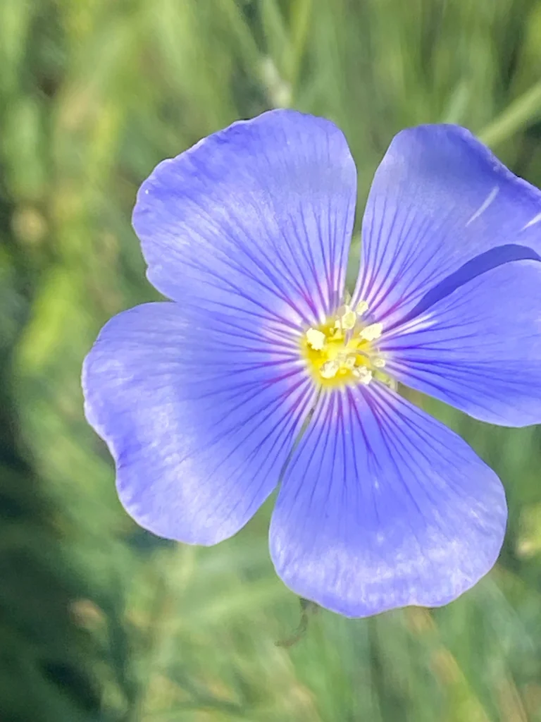 Linum Lewisii