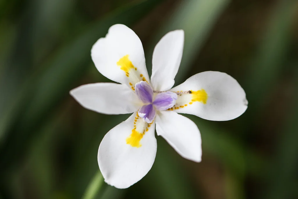 Dietes Iridioides