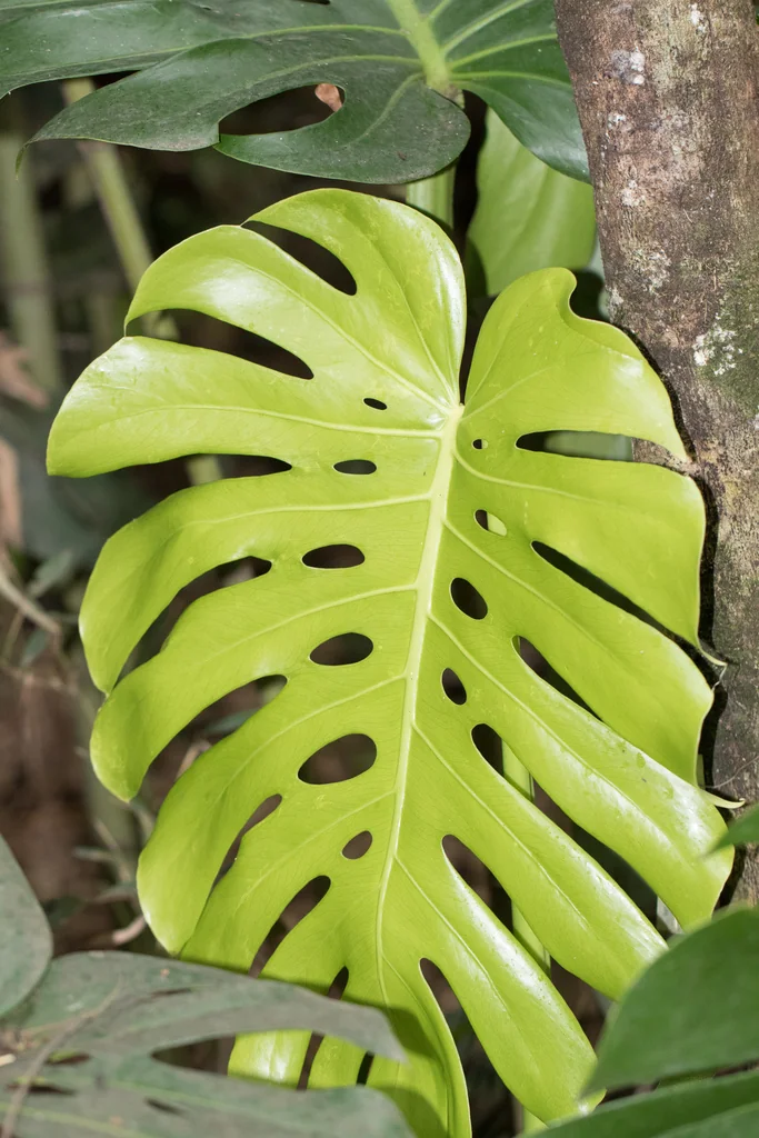 Monstera deliciosa