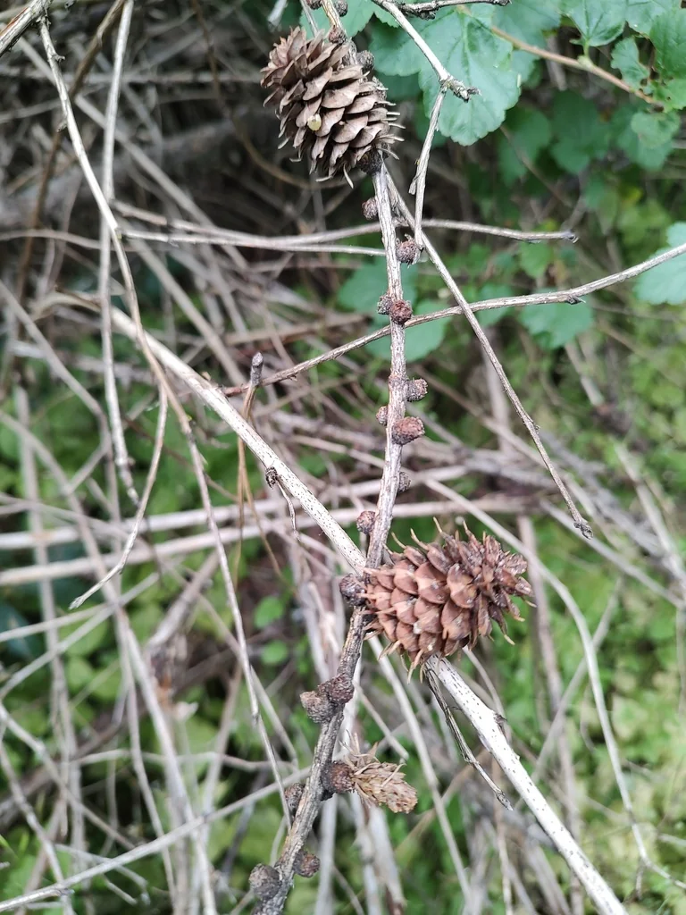 Larix Occidentalis