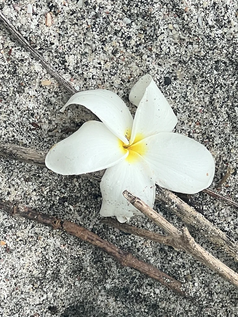 Plumeria Rubra
