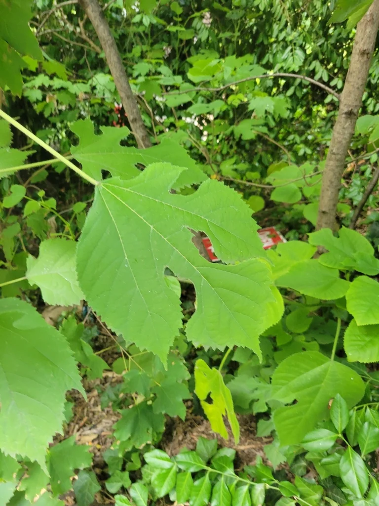 Broussonetia Papyrifera