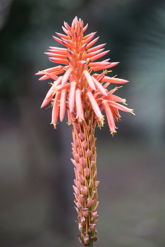 Aloe Arborescens