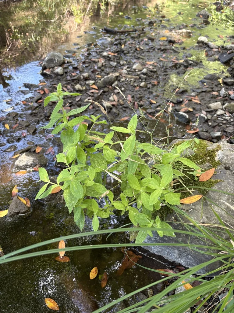 Mimulus Cardinalis
