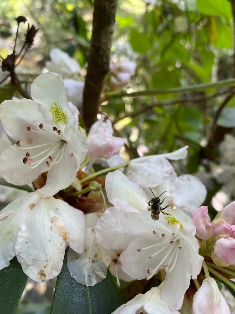 Rhododendron Maximum