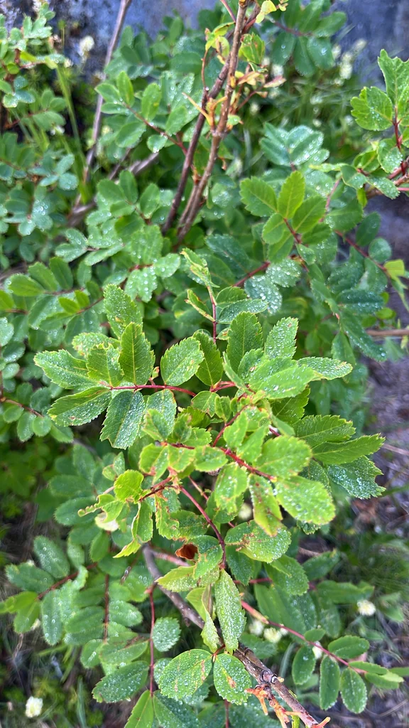 Sorbus Sitchensis