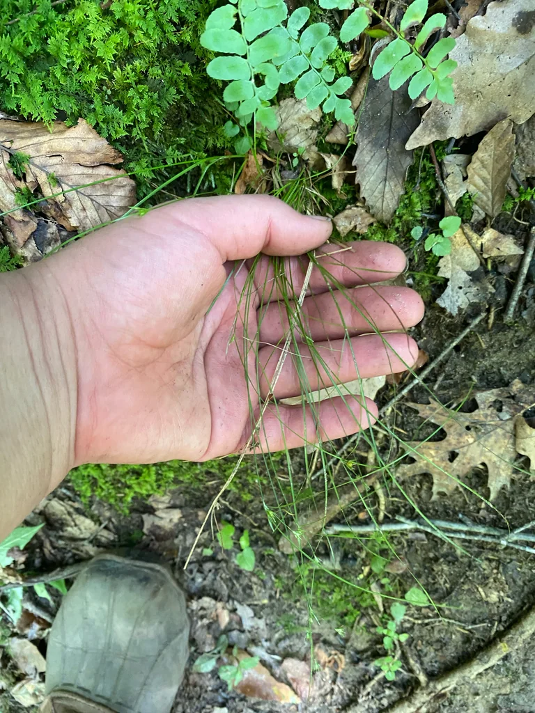 Juncus Tenuis