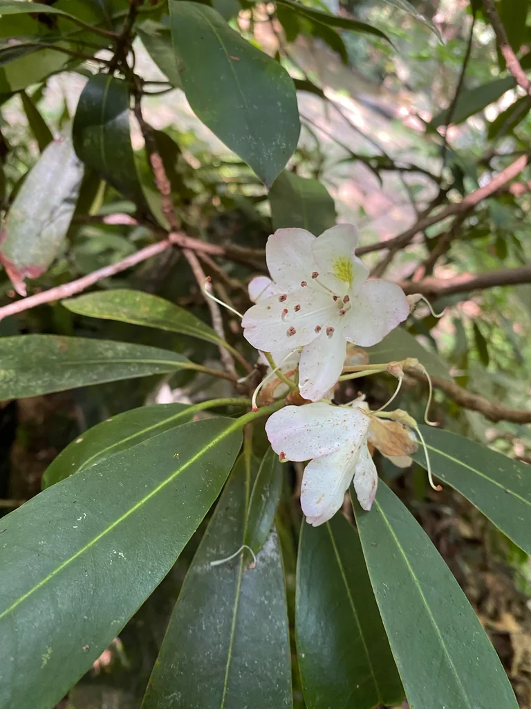 Rhododendron Maximum
